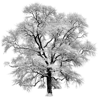 vinter-träd - ilmainen png