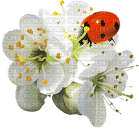 ladybug flowers - PNG gratuit