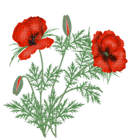 poppies - zdarma png