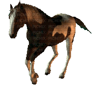 aze cheval marron tube animation animé