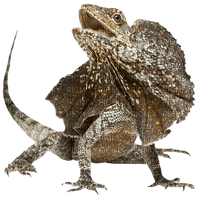 Reptil - PNG gratuit