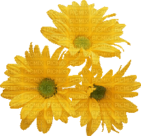 Blume fleur flower - GIF animé gratuit
