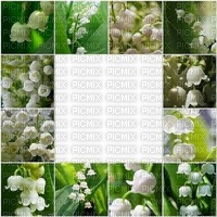 Fond muguet debutante fleurs blanches 1er mai Lily of the valley bg may 1st bg white flower