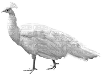 pavo real - ilmainen png