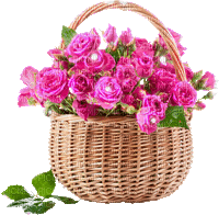 Pink roses - Free animated GIF