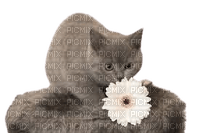 Chat - δωρεάν png