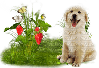 summer dog  by nataliplus - PNG gratuit