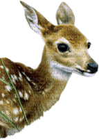 Kaz_Creations Deer - gratis png