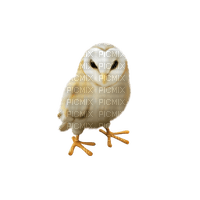 Kaz_Creations Birds Bird Owls Owl - zdarma png