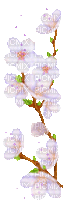 Apple Blossoms - Free animated GIF