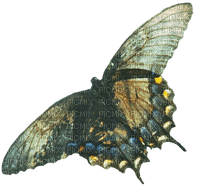 Butterfly green artsy creative - png gratis