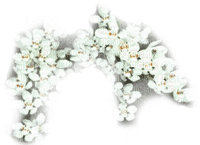 Overlay deco white flowers [Basilslament] - ingyenes png