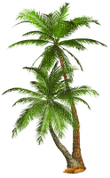 Palm tree / Palmier