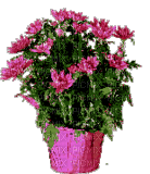 Bloemen en Planten - GIF animado grátis