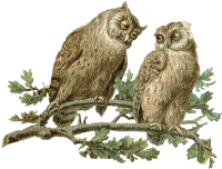 Owls - png gratuito