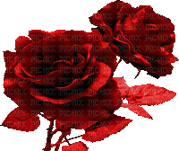 Flowers red rose bp - Безплатен анимиран GIF