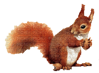 mókus - Nemokamas animacinis gif