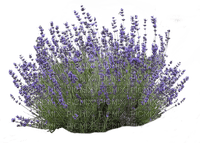 Flowers purple bp - zdarma png