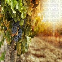 fond vineyard bp - gratis png