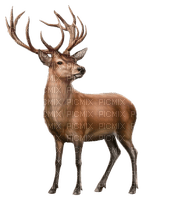 Deer Animal - Bogusia - ilmainen png
