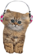 Kathleen Reynolds Cat Kitten - бесплатно png