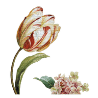 tulipe.Cheyenne63 - 無料png