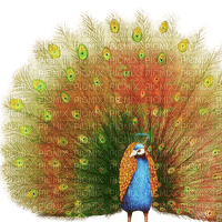 Y.A.M._Birds peacock - безплатен png