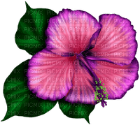 Tropical.Flower.Pink.Purple - ingyenes png