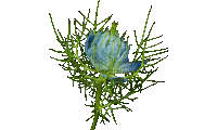 flower - Darmowy animowany GIF