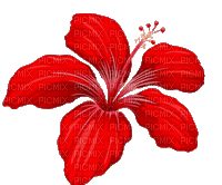 цветы - Безплатен анимиран GIF