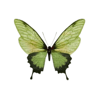 Butterfly - Free PNG