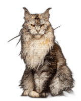 animalss cats nancysaey - besplatni png