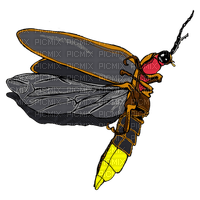 firefly - ilmainen png