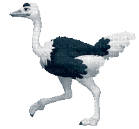 ostrich  by nataliplus - GIF animé gratuit