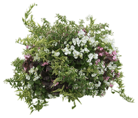 blommor-blomma - Free PNG