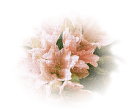 blommor-blomma-rosa---flowers - png grátis
