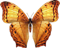 Vlinder - ilmainen png