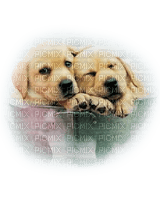 dog chien 🐶 - PNG gratuit