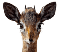 antelope - PNG gratuit