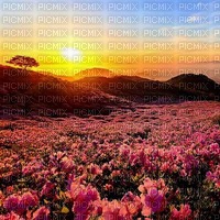 Korea spring background azalea - фрее пнг