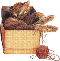 Cat, Katze, Karton, Wolle - Zdarma animovaný GIF