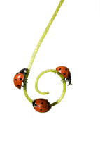 ladybug - darmowe png