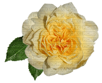 ruusu, fleur, flower - kostenlos png