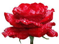 Fleur.Red rose.Flower.Victoriabea - PNG gratuit