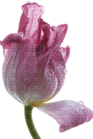 tulipe.Cheyenne63 - фрее пнг