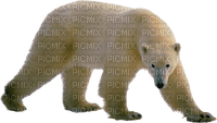 Kaz_Creations Animals Animal Polar Bears - 免费PNG