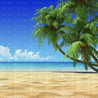 Beach, sea, palms - darmowe png