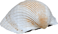 Shells katrin - δωρεάν png