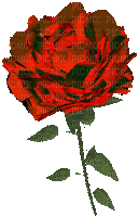 Róża czerwona1 - GIF animé gratuit