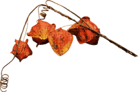 Branch with autumn leaves - δωρεάν png